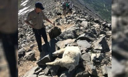 $5,000 Reward Being Offered in Colorado Mountain Goat Poaching Case