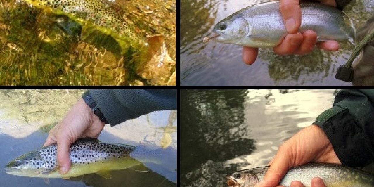 Angling Tips to Help Trout and Salmon Beat the Heat