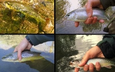 Angling Tips to Help Trout and Salmon Beat the Heat