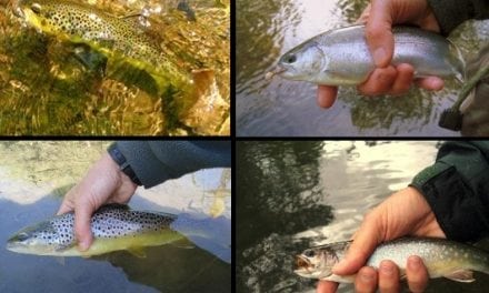 Angling Tips to Help Trout and Salmon Beat the Heat