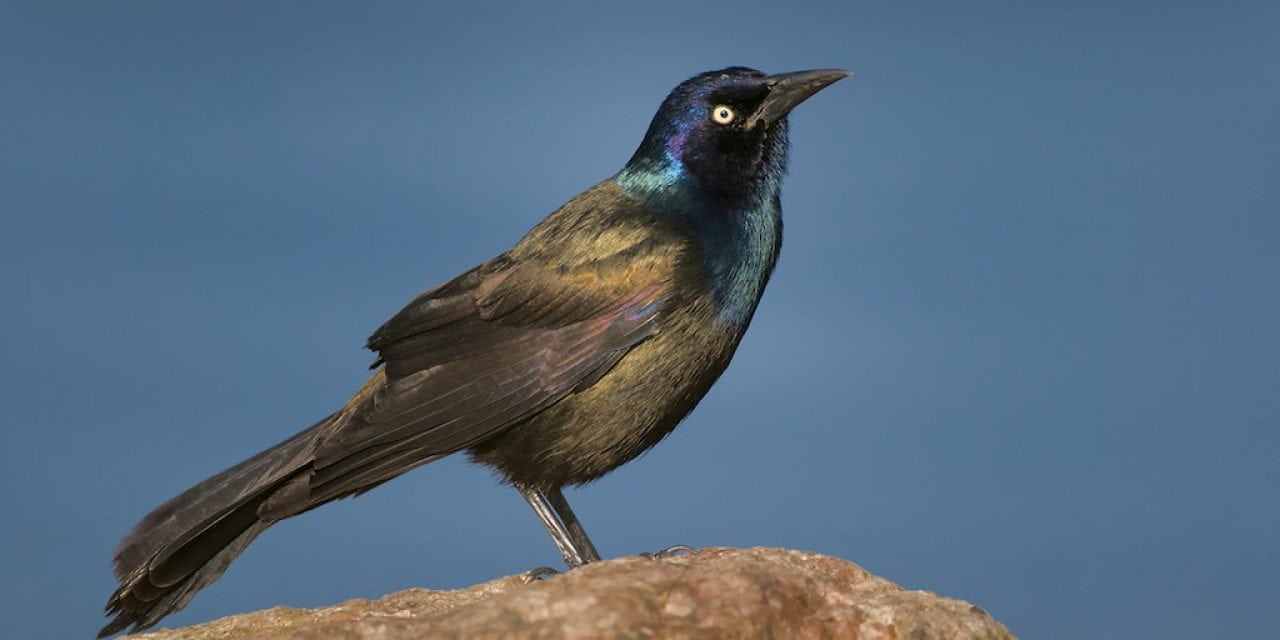 Backyard Bird Photography