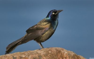 Backyard Bird Photography