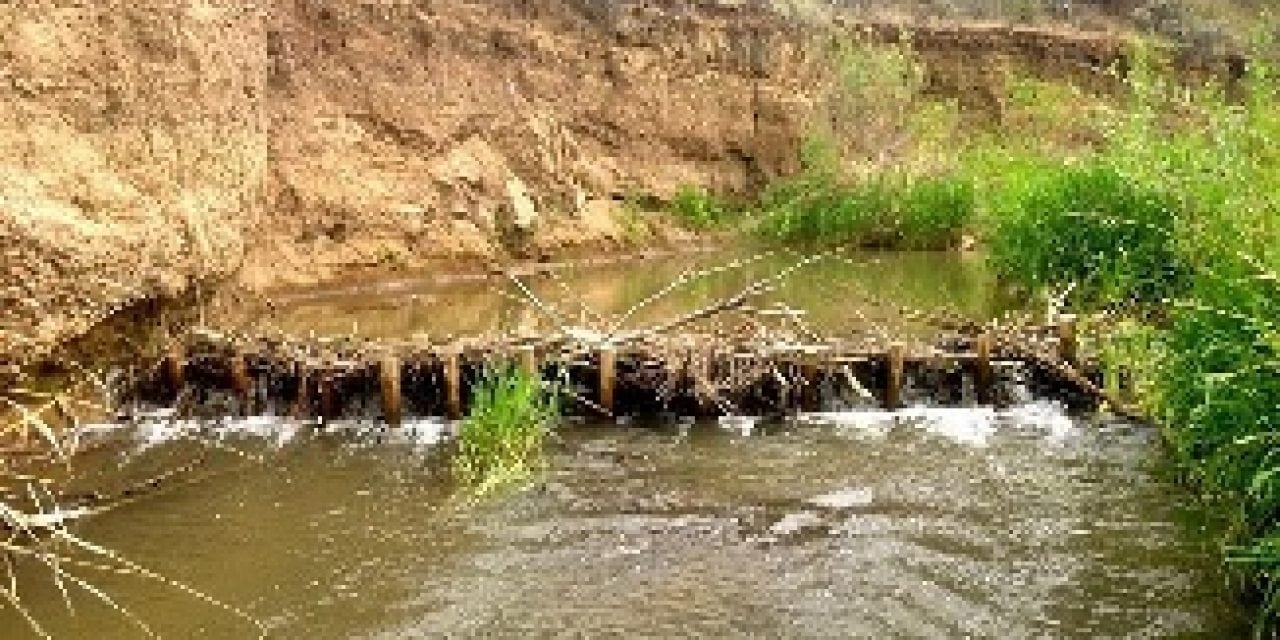 Beavers engineer better fish habitat