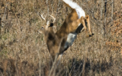 Become a Student of the Whitetail