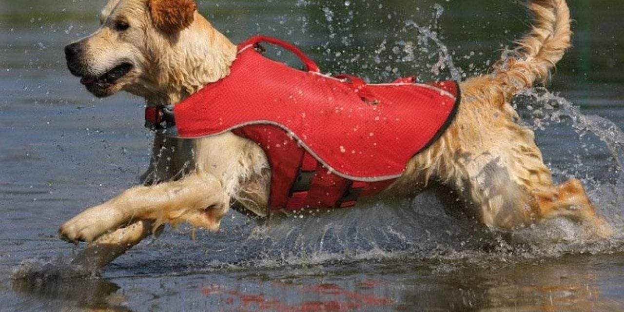 Boating safety for you and your pet