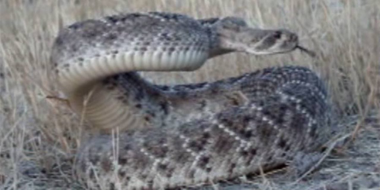 Camera Captures Perfect Rattlesnake Headshot with a Bow