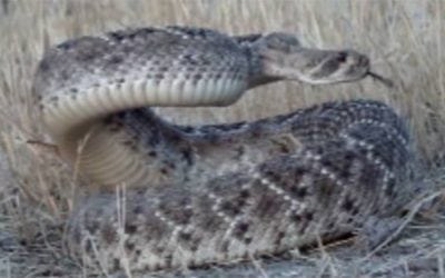 Camera Captures Perfect Rattlesnake Headshot with a Bow