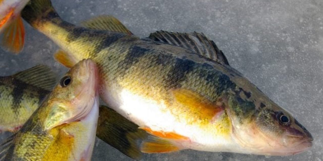 Canadian Perch Poacher Given Lifetime Fishing Ban