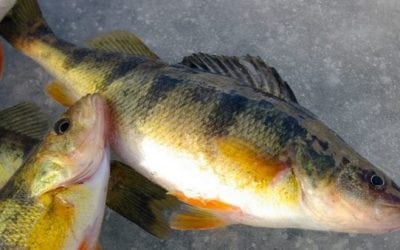 Canadian Perch Poacher Given Lifetime Fishing Ban