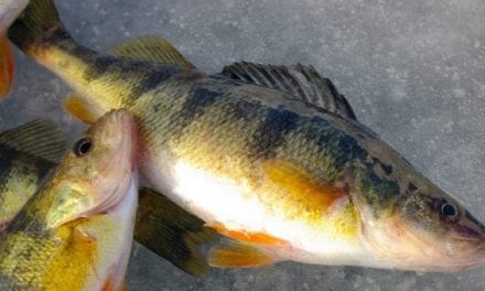 Canadian Perch Poacher Given Lifetime Fishing Ban