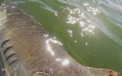 Charter Captain Catches 1,000-Pound Tiger Shark Twice in 5 Years