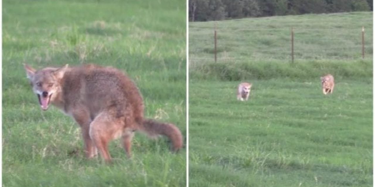 Decoy Dogs Do Their Thing with Agitated Coyotes
