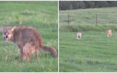 Decoy Dogs Do Their Thing with Agitated Coyotes