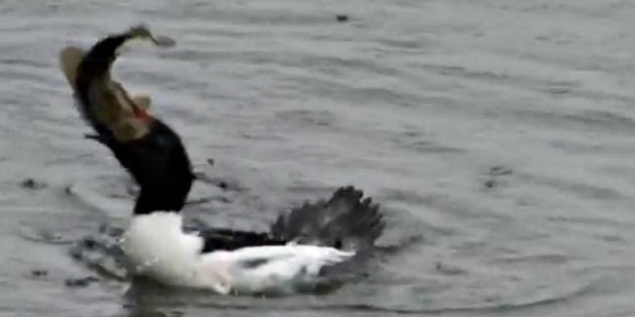 Duck Inhales Big Largemouth Bass in One Gulp