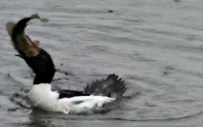 Duck Inhales Big Largemouth Bass in One Gulp