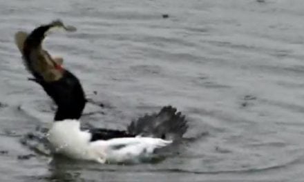 Duck Inhales Big Largemouth Bass in One Gulp