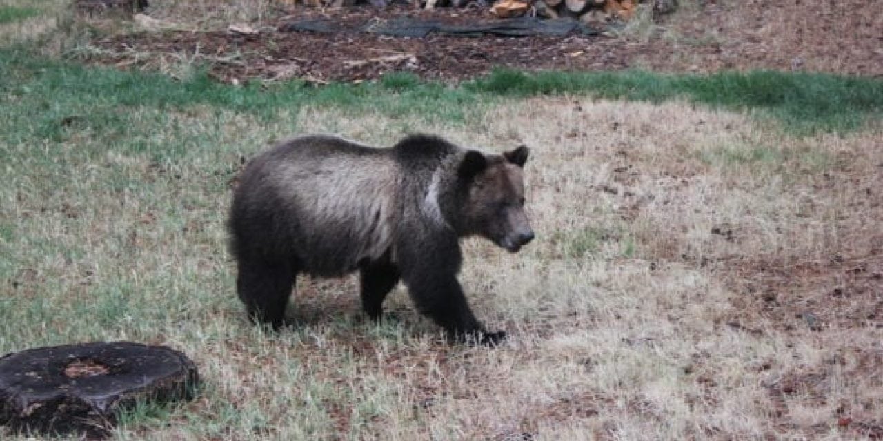 Here’s How Anti-Hunters are Planning to Disrupt the Wyoming Grizzly Bear Hunt