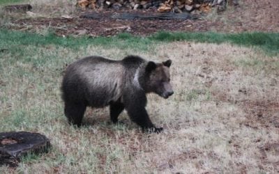 Here’s How Anti-Hunters are Planning to Disrupt the Wyoming Grizzly Bear Hunt