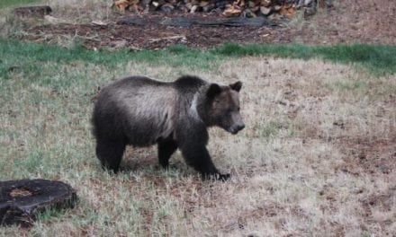 Here’s How Anti-Hunters are Planning to Disrupt the Wyoming Grizzly Bear Hunt