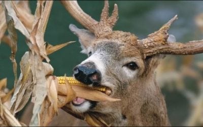 How to Read Your Hunting Land and Place Your Blinds