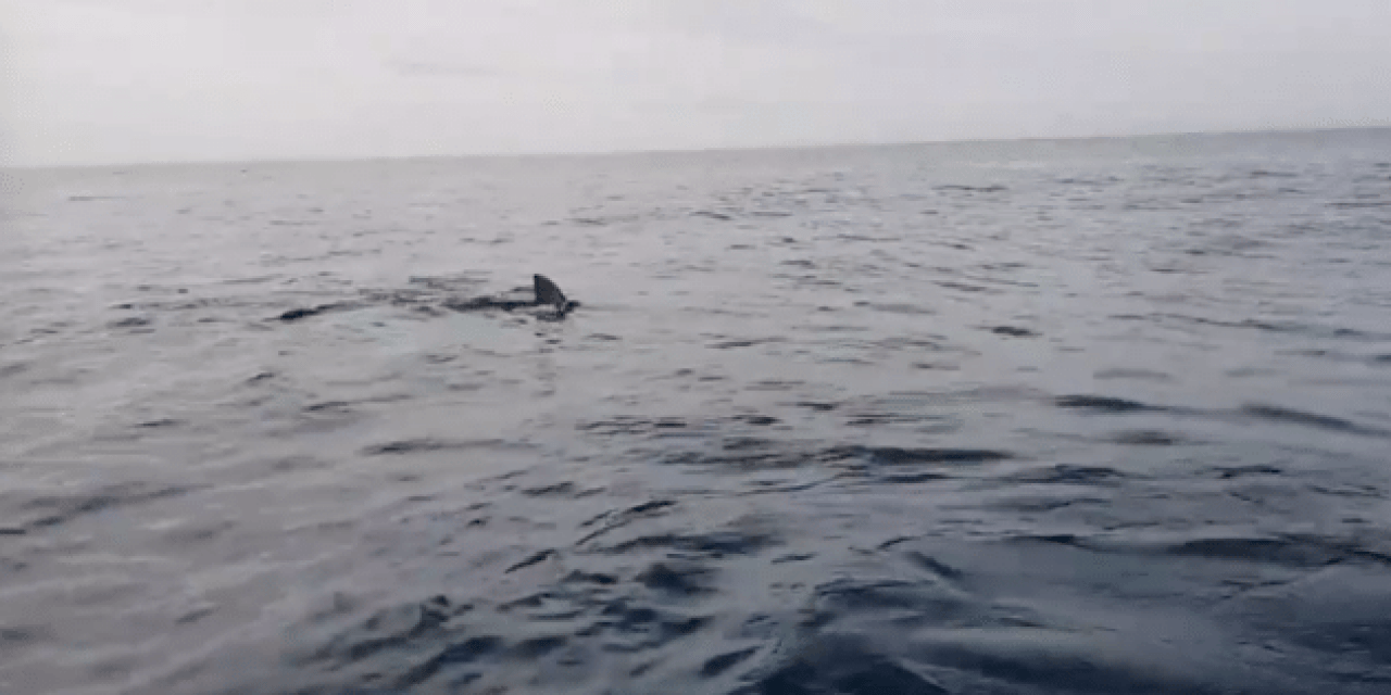 Kayakers Panic as They’re Eerily Followed by a Large Great White Shark