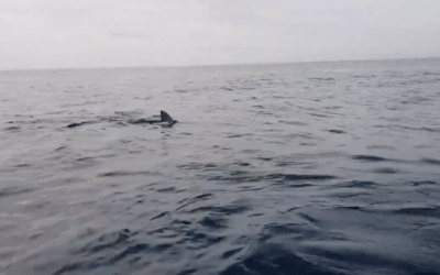 Kayakers Panic as They’re Eerily Followed by a Large Great White Shark