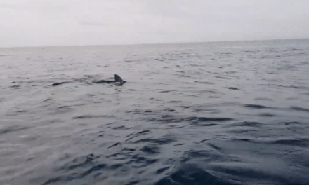 Kayakers Panic as They’re Eerily Followed by a Large Great White Shark