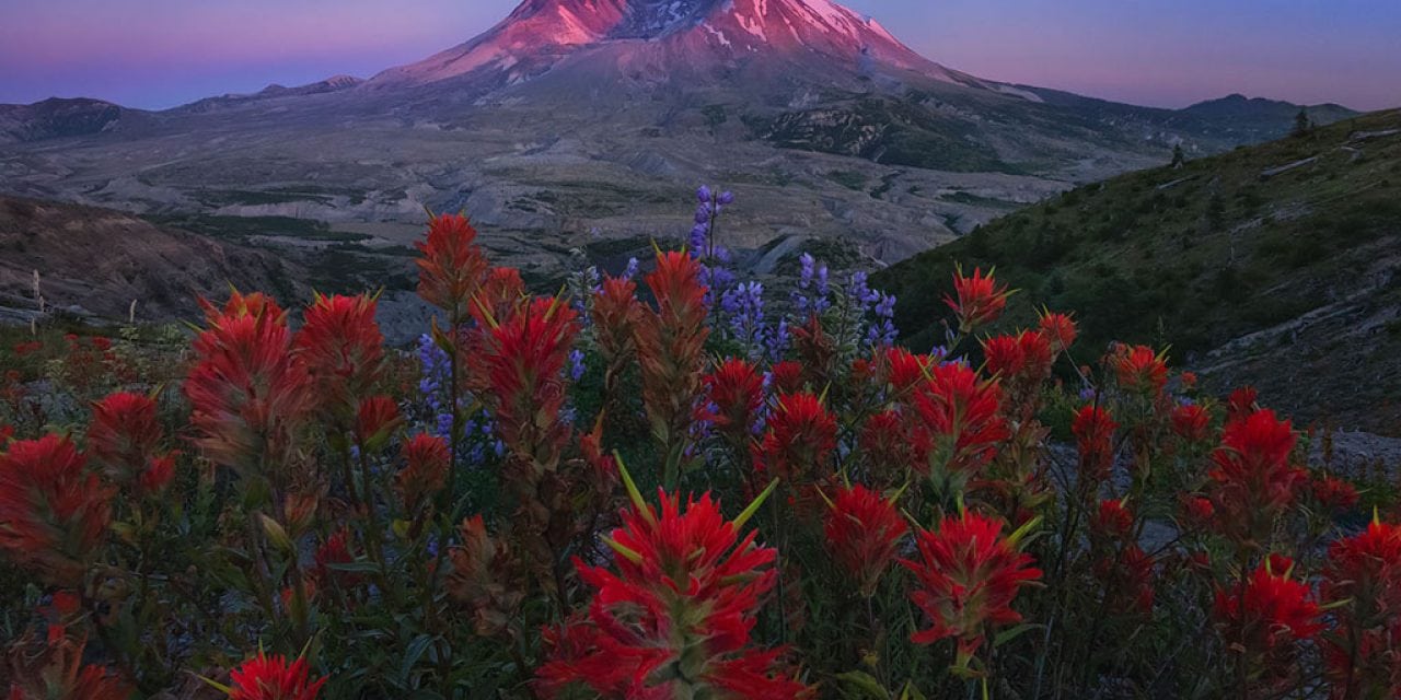 Landscapes Abloom Assignment Winner Max Foster