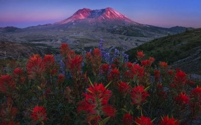 Landscapes Abloom Assignment Winner Max Foster