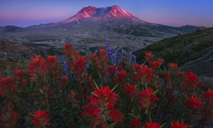 Landscapes Abloom Assignment Winner Max Foster