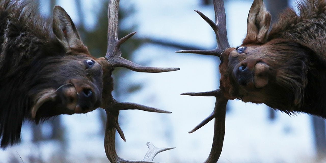 Last Frame: Heads Up!