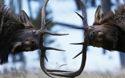 Last Frame: Heads Up!