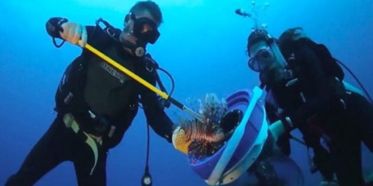 Lionfish Removal in Florida Now Comes With a $5,000 Bounty