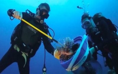 Lionfish Removal in Florida Now Comes With a $5,000 Bounty