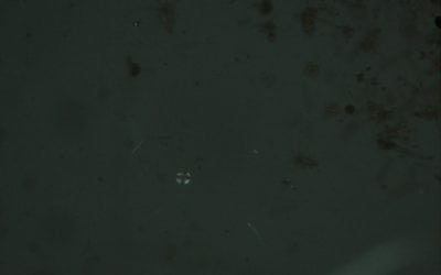 Meanwhile On the Invasive Species Front. . . .