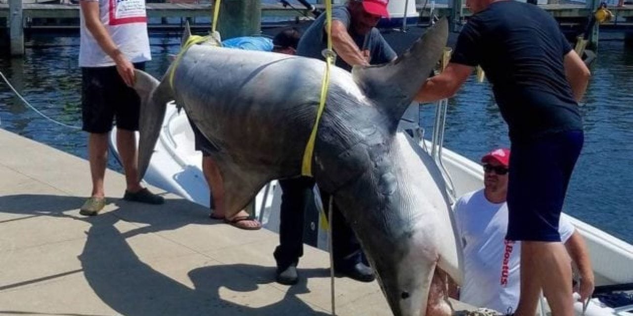 Mississippi Has a New Tiger Shark Record
