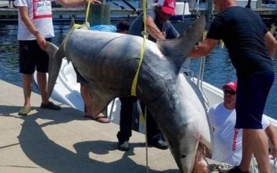 Mississippi Has a New Tiger Shark Record