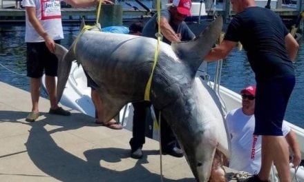 Mississippi Has a New Tiger Shark Record