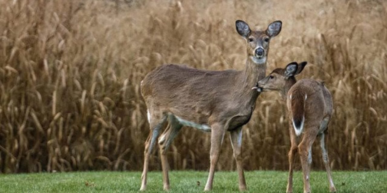 Missouri Becomes the Latest State to Expand CWD Regulations