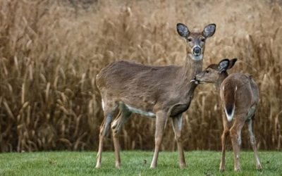 Missouri Becomes the Latest State to Expand CWD Regulations