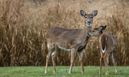Missouri Becomes the Latest State to Expand CWD Regulations