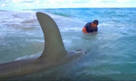 Monster Hammerheads Caught Fishing From the Beach