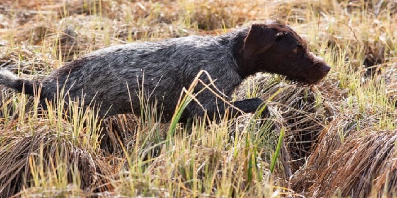 Monthly Gear Guide: Gun Dog Supplies Under $80