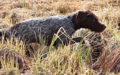 Monthly Gear Guide: Gun Dog Supplies Under $80