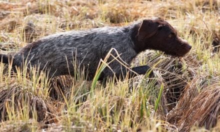 Monthly Gear Guide: Gun Dog Supplies Under $80