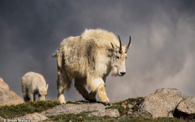 Mount Evans, Colorado