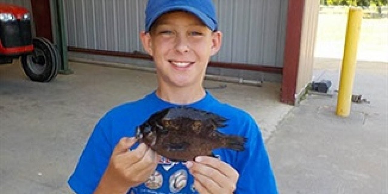 New Spotted Sunfish State Record Established and Set