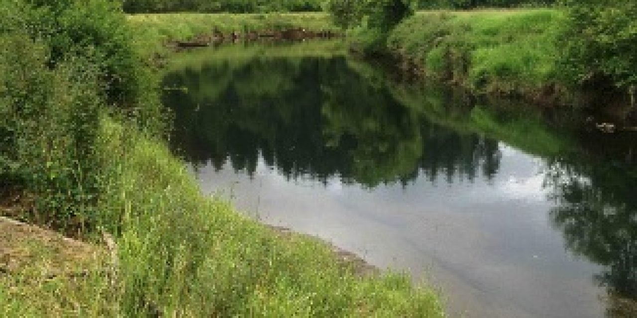 New Washington wetland “bank” advances fish habitat restoration