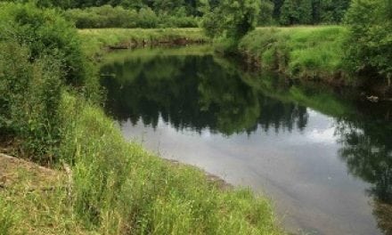 New Washington wetland “bank” advances fish habitat restoration