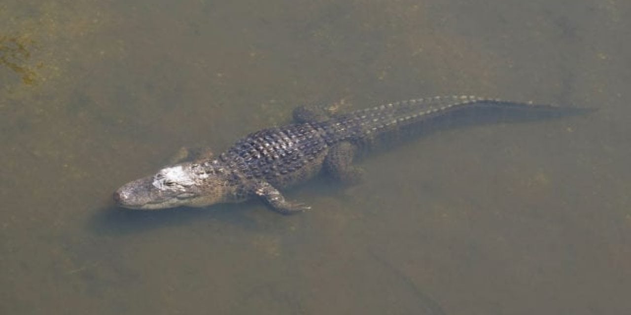 Now is Your Chance to Get in on a Gator Permit in Florida